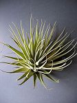 Tillandsias, gardnerii